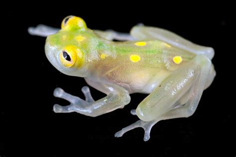  Glass Frog! Can This Transparent Amphibian Really See Through Its Own Skin?