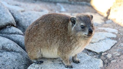  Hyrax! Den mystiske bergboende som trots sin storlek är en riktig krafting