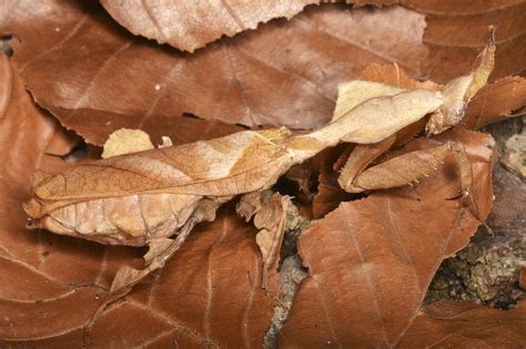  Leptoplana - En mask som både är en mästare på kamouflage och en gourmand i sandens värld!