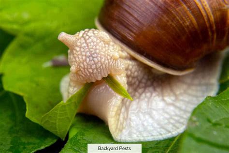   Periwinkle! En Överraskande Storlek på en Små Skräpätande Snäcka