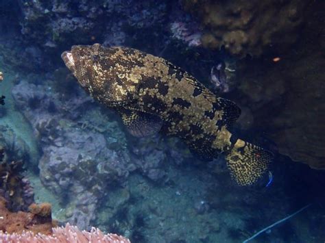  Queensland Grouper: En Bottenlevande Bettfisk Med Ett Överraskande Snabbt Liv!