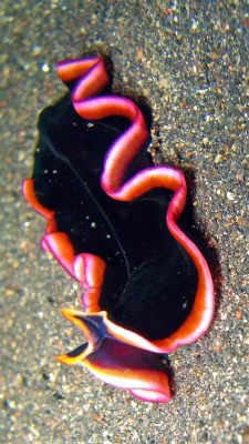  Umbellularia! This Colorful Flatworm Boasts Intricate Patterns and Incredible Regenerative Abilities