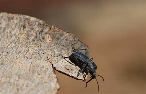  Underbark Beetle – En Skitig Underhund Med Ett Kännt Sug För Träd!