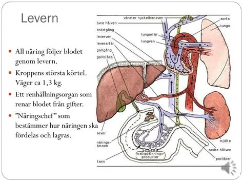  Lendenfeldia – En blåsaxofon som lever i det blå!