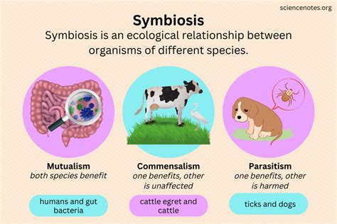  Nimonia: En svamp som lever ett liv fyllt av filtermatning och fascinerande symbios!