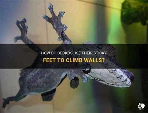  Wall Gecko! This Agile Reptile With Sticky Feet Will Make You Question Everything About Gravity