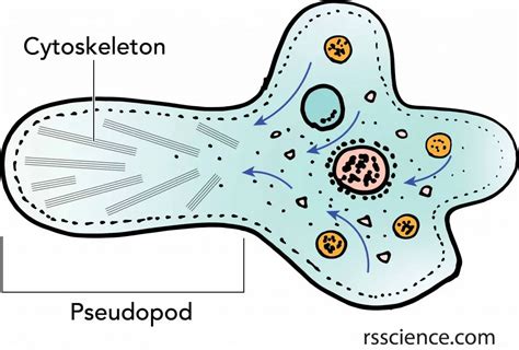  Will You Believe What This Wandering Amoeba Does With Its Pseudopods?