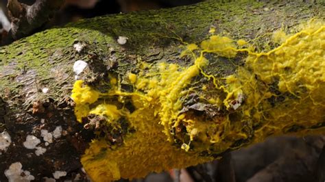 Yellow Slime Mold! This Tiny Blob Secretly Reorganizes Itself into Complex Structures While Hunting its Microscopic Prey