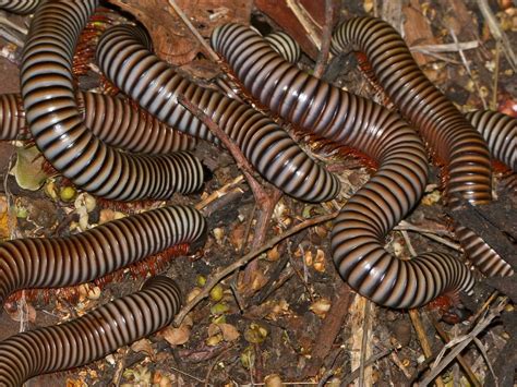  Zebra-Milliped: Upptäckt den fascinerande världsfremmande miljonbenen med svart och vitt!